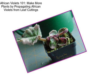 African Violets 101: Make More Plants by Propagating African Violets from Leaf Cuttings