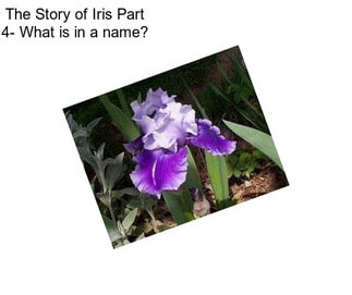 The Story of Iris Part 4- What is in a name?