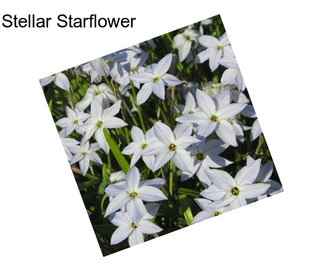 Stellar Starflower