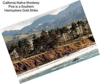 California Native Monterey Pine is a Southern Hemisphere Gold Strike