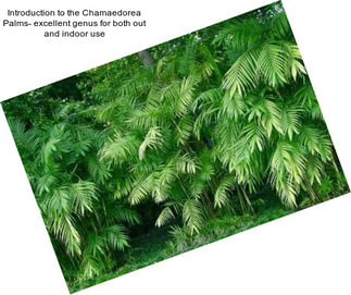 Introduction to the Chamaedorea Palms- excellent genus for both out and indoor use