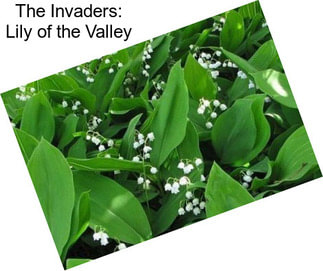 The Invaders: Lily of the Valley