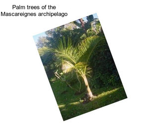 Palm trees of the Mascareignes archipelago