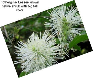Fothergilla- Lesser-known native shrub with big fall color
