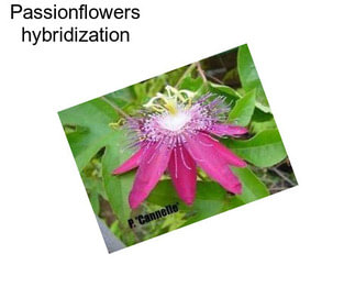 Passionflowers hybridization