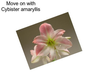 Move on with Cybister amaryllis