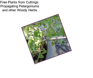 Free Plants from Cuttings: Propagating Pelargoniums and other Woody Herbs