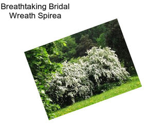 Breathtaking Bridal Wreath Spirea