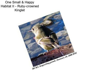 One Small & Happy Habitat II - Ruby-crowned Kinglet