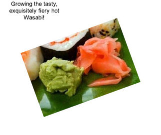 Growing the tasty, exquisitely fiery hot Wasabi!