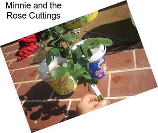 Minnie and the Rose Cuttings