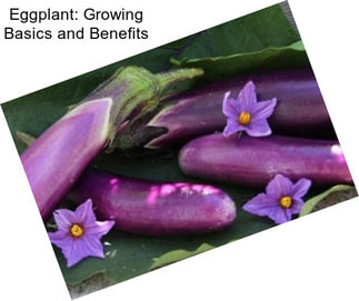 Eggplant: Growing Basics and Benefits