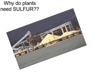 Why do plants need SULFUR??