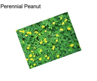Perennial Peanut