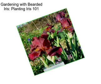 Gardening with Bearded Iris: Planting Iris 101