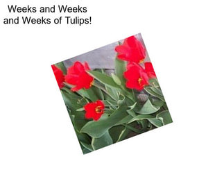 Weeks and Weeks and Weeks of Tulips!