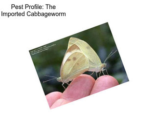 Pest Profile: The Imported Cabbageworm