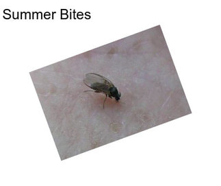 Summer Bites