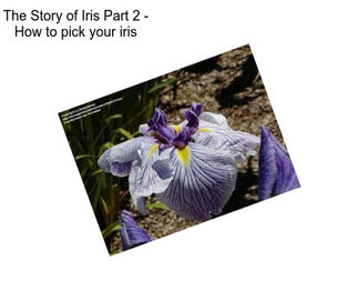 The Story of Iris Part 2 - How to pick your iris