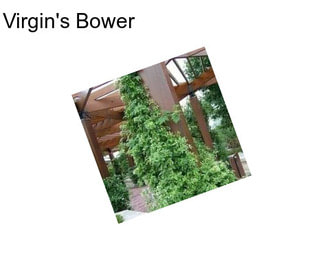 Virgin\'s Bower