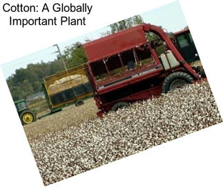 Cotton: A Globally Important Plant