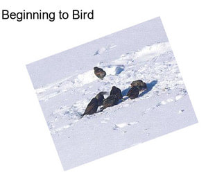 Beginning to Bird