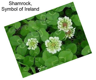 Shamrock, Symbol of Ireland