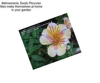 Alstroemeria: Exotic Peruvian lilies make themselves at home in your garden
