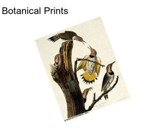 Botanical Prints