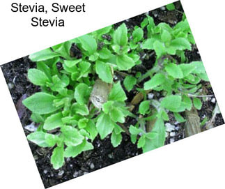 Stevia, Sweet Stevia