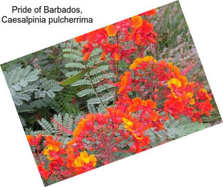 Pride of Barbados, Caesalpinia pulcherrima