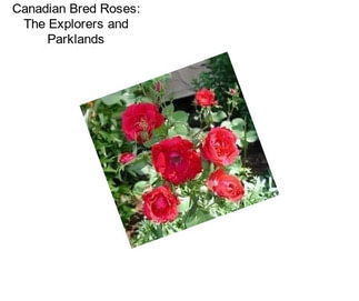 Canadian Bred Roses: The Explorers and Parklands