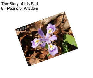 The Story of Iris Part 8 - Pearls of Wisdom