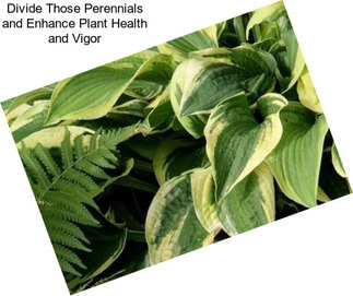 Divide Those Perennials and Enhance Plant Health and Vigor