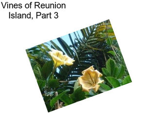 Vines of Reunion Island, Part 3