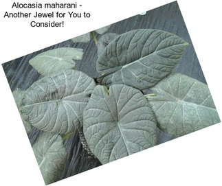 Alocasia maharani - Another Jewel for You to Consider!