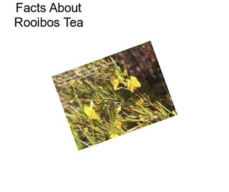 Facts About Rooibos Tea