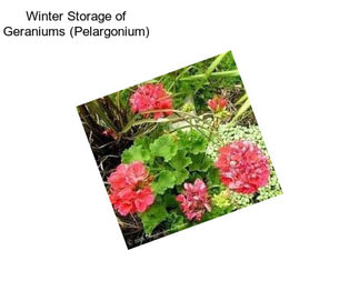 Winter Storage of Geraniums (Pelargonium)