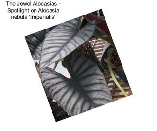 The Jewel Alocasias - Spotlight on Alocasia nebula \'Imperialis\'