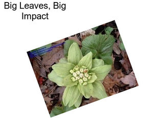 Big Leaves, Big Impact