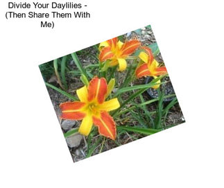 Divide Your Daylilies - (Then Share Them With Me)