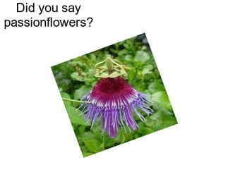 Did you say passionflowers?