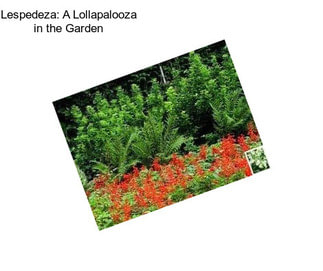 Lespedeza: A Lollapalooza in the Garden