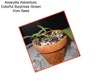 Amaryllis Adventure: Colorful Surprises Grown from Seed