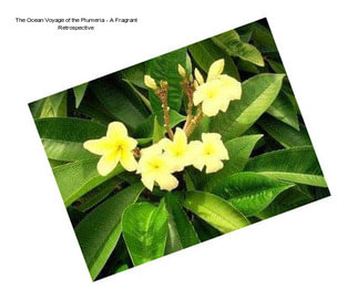 The Ocean Voyage of the Plumeria - A Fragrant Retrospective