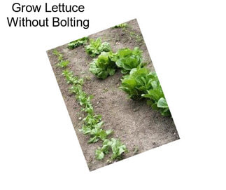 Grow Lettuce Without Bolting