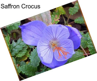 Saffron Crocus