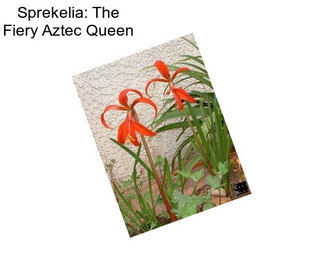 Sprekelia: The Fiery Aztec Queen