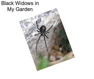 Black Widows in My Garden
