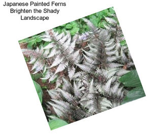 Japanese Painted Ferns Brighten the Shady Landscape